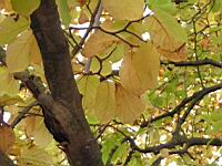 Magnolia (2011-10 - Parc de la Tete d'Or, Lyon) (1)